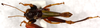 CollectionObject 1544444; fe038121-079b-4a40-8b71-b651e565c8c4: male, dorsal view (paratype). (CollectionObject).