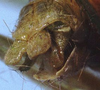 CollectionObject 1522469; 7a35c78a-2ecc-4827-bfc6-71bbe46d5cfd: male cerci (holotype). (CollectionObject).