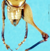 CollectionObject 1507255; 2d41d067-ee7b-46f0-a407-e651ecd74f39: male cerci. (CollectionObject).