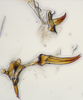 Aedeagus, lateral view: (Observation).