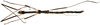 CollectionObject 1578587; RBINS IG: 32700, 737198b7-593d-40e7-b101-96be7e35e36d: copyright ISNB, Brussels. male, ventral view (holotype). (CollectionObject).