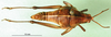 CollectionObject 1501885; 0955dc2a-b556-4682-bfd4-c94f5a133383: female, dorsal view (paralectotype). (CollectionObject).