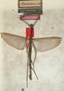 CollectionObject 1557321; b2a57952-a6a3-4a3a-9b16-4d6442e01eb5: copyright NMW, Vienna. male of synonym Bacteria clavigera (lectotype). (CollectionObject).