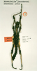 CollectionObject 1558878; 1082a7a8-1816-4981-ae4a-555d612be762: copyright RMNH, Leiden. male (holotype). (CollectionObject).