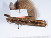 CollectionObject 1561347; 5a63e521-646b-4ab6-8509-b8f9e351fd69: copyright ANSP. female, ventral view (holotype). (CollectionObject).