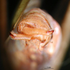CollectionObject 1500498; ae7554a1-d52f-4b27-9f99-a0a4c860a665: male cerci (syntype). (CollectionObject).