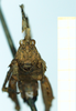 CollectionObject 1593707; 92f9afac-292d-4ee7-90a1-36737d11cca1: female (no type), frontal view. (CollectionObject).
