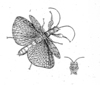 CollectionObject 1561360; 54486a22-48c6-4e8b-9302-d7e8f41ac7ba: reproduced from Lichtenstein, Plate 2. Phasma ohrtmanni female (presumed holotype). (CollectionObject).