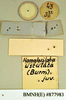 Homalosilpha ustulata (Burmeister, 1838): Lectotype, juvenile, labels, reverse. BMNH(E)#877983. (Otu).