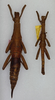 CollectionObject 1558648; 3f4a976c-f561-462b-91ea-cc7661a0509e: copyright ANSP. female (holotype) and male (paratype). (CollectionObject).