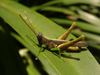 FieldOccurrence 53; 8370cb90-1b36-4e00-9925-3f3a85db4c31; Tanzania
Nilo Forest Reserve E Usambara, 2018/01/26: male, lateral view. (FieldOccurrence).