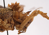 CollectionObject 1534596; 278d14e0-5e83-4854-a3ae-4ee9fe1af9ba: female pronotum, lateral view (holotype). (CollectionObject).