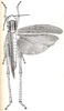 Ritchiella baumanni (Karsch, 1896): Fig. 22. female (body length 54 mm). (Otu).
