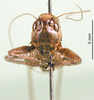 CollectionObject 1502683; ca7f1850-c99c-471f-ac8d-d4ad8cab7d88: male, frontal view (paratype of Platycleis moldavica). (CollectionObject).
