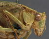 CollectionObject 1505855; d3407ae9-2a7d-453a-af00-79d1ecb72a9e: female head and pronotum, lateral view (holotype). (CollectionObject).