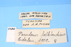 CollectionObject 1513761; a9d05c94-9127-471d-82eb-58035f3695b6: labels (topotype). (CollectionObject).