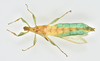 CollectionObject 1589804; a39a13ab-2831-4d71-9684-e78fac396e7f: copyright NHMUK, London. male, ventral view (holotype). (CollectionObject).