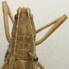 CollectionObject 1535139; fb7a47bf-4541-4976-86cd-f901409cb3f9: female head and pronotum, dorsal view (holotype). (CollectionObject).