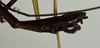 CollectionObject 1560952; USNM(SF IMPORT DUPLICATE) 7349, 87ff6108-e634-4e76-bc4e-a73b361b0010: copyright USNM, Washington. (CollectionObject).
