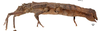 CollectionObject 1562226; 2b9e732d-6b8a-406e-b7a6-c68666cf268a: copyright SMTD, photo by Christian Schmidt. female, lateral view (lectotype). (CollectionObject).