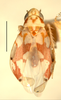 Habitus, dorsal view: Habitus (holotype of E. mitella McAtee, INHS collection). (Observation).