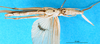 CollectionObject 1501289; 838544be-f956-4edd-998d-b5a0ef908693: female, ventral view (holotype). (CollectionObject).