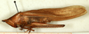 male, lateral view (syntype). Depicts CollectionObject 1531551; 95309bbb-37af-4256-b8e7-c6e58bd295fa, a CollectionObject.