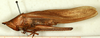 CollectionObject 1531551; 95309bbb-37af-4256-b8e7-c6e58bd295fa: male, lateral view (syntype). (CollectionObject).