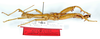 CollectionObject 1562189; 86320c4b-8647-4fb5-886a-18d2f5d195da: copyright ZMB, Berlin. male, lateral view (holotype). (CollectionObject).