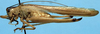 CollectionObject 1525558; b9a69a95-91c0-4b99-b06b-42d03dc3a000: female, lateral view (allotype of Xiphidiopsis phyllocerca). (CollectionObject).