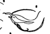 Aedeagus, lateral view on Antillormenis martinicensis Fennah, 1947: (Observation).