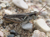 male (west of Wausaukee, off Nejedlo Road 17 June 2017). Depicts Melanoplus confusus Scudder, 1897, an Otu.