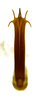 Aedeagus, posterior view on Carapona eximia (DeLong & Freytag, 1975): Male [DZRJ]: aedeagus, posterior view. (Observation).
