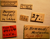 CollectionObject 1596512; 83c46384-c32b-45d3-9f75-f0d32d2e3f3d: Geocoris howardi - Holotype Labels (NMNH) - (CC BY-NC 3.0) - Photo by Pablo M. Dellapé with permission from the National Museum of Natural History (NMNH), Smithsonian Institution, Washington, D.C. (CollectionObject).