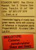 CollectionObject 1594991; b9d03f41-0fd2-4af6-95a7-5fea2f1ca855: Cattarus pseudoculatus HOLOTYPE Labels (NMNH) - (CC BY-NC 4.0) - Photo by Pablo M. Dellapé with permission from the National Museum of Natural History (NMNH), Smithsonian Institution, Washington, D.C. (CollectionObject).