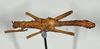 CollectionObject 1557493; 8f0ee6a6-9c88-4a79-ab36-6ed3d5d77847: copyright USNM, Washington. (CollectionObject).