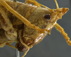 CollectionObject 1593111; e0ec04db-72ca-4188-a0eb-28c274140f8a: female head, lateral view. (CollectionObject).