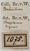 labels (as Sc. vigorsii). Depicts CollectionObject 1552406; 10572839-064f-4ad4-a5d8-f29bb26ec104, a CollectionObject.