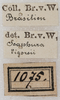 CollectionObject 1552406; 10572839-064f-4ad4-a5d8-f29bb26ec104: labels (as Sc. vigorsii). (CollectionObject).