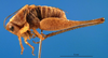 CollectionObject 1502054; 0b506c15-8c94-4623-9461-5d05e7f0b9fb: male, lateral view (paratype). (CollectionObject).