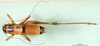 CollectionObject 1500455; 8ce4264a-72a9-4e5d-9b1b-70d357e7568d: male, dorsal view (holotype). (CollectionObject).