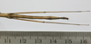 CollectionObject 1563718; f8e960e0-f77e-48ac-b14c-d3eaa9ad7cf7: copyright FRIM. female: abdomen, ventral surface (paratype). (CollectionObject).