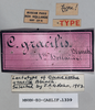 CollectionObject 1540652; ddc5291b-acef-42b3-8454-f1cc8e530f38: female, labels (lectotype of Ommexecha gracile). (CollectionObject).