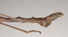 CollectionObject 1559490; dea99648-272c-4cb4-ad25-8011f635fffe: copyright Natural History Museum, London. male of synonym Lonchodes megabeast: end of abdomen, lateral view (paratype). (CollectionObject).;CollectionObject 1559491; 4fdcf7e7-ecb2-4223-a4b5-815c99f9356c: copyright Natural History Museum, London. male of synonym Lonchodes megabeast: end of abdomen, lateral view (paratype). (CollectionObject).;CollectionObject 1559492; fc7b68d4-ed99-4214-bd2d-ce4ab7982dba: copyright Natural History Museum, London. male of synonym Lonchodes megabeast: end of abdomen, lateral view (paratype). (CollectionObject).