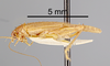 CollectionObject 1523303; fc94cc5e-1bf9-437b-a472-c3716eaa1e13: Female, lateral view (holotype). (CollectionObject).