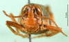 CollectionObject 1569243; b59dda9d-53f7-4a3b-9bd8-d6cdbcc90b34: female, frontal view (paratype). (CollectionObject).