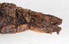 CollectionObject 1562367; NMW 241, 8a2be2e5-1ebe-4b1c-9056-d28ea6c97808: copyright NMW. female: end of abdomen, lateral view (syntype). (CollectionObject).