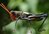 Dichromatos schrottkyi (Rehn, 1918): male. (Otu).