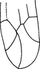 Forewing on Edwardsiana javedi Ahmed & Naheed, 1981: Forewing. (Observation).