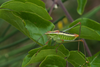 CollectionObject 1584971; d5544489-7cf2-49db-9a61-a3fa25ee5d03: male. (CollectionObject).